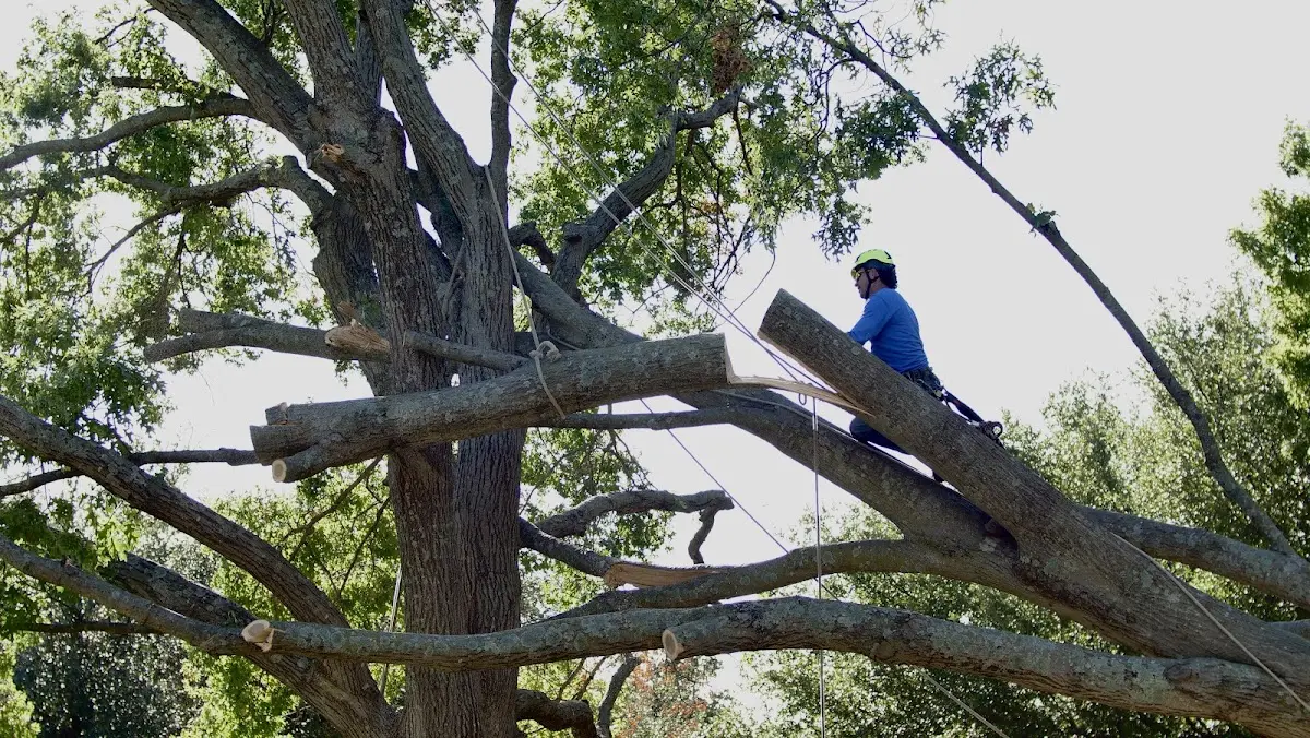Professional Crown Thinning performed by certified arborists in Crystal Beach